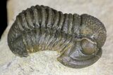 Gerastos Trilobite Fossil - Foum Zguid, Morocco #145739-3